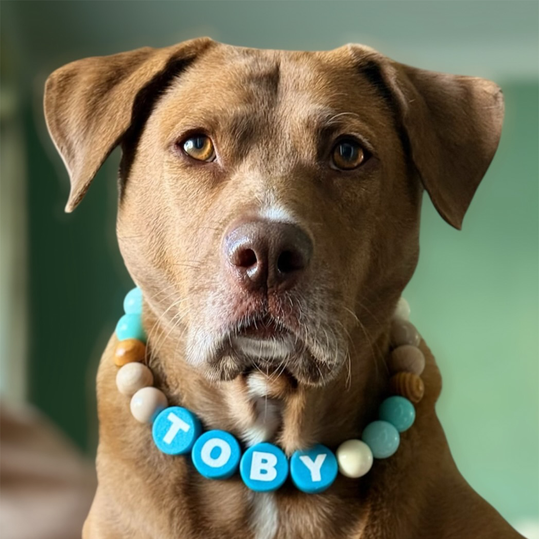 Custom Beaded Dog Collar